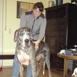 Chiropraktik bei großen Hunden